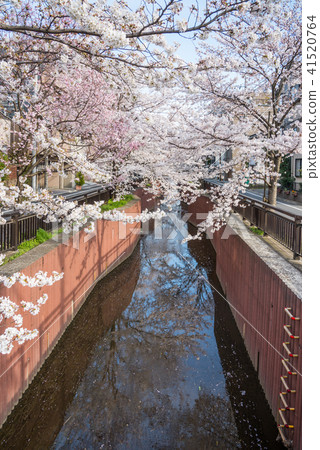 Walking in Tokyo, Setagaya Ohanami walk, Yoga 1-chome Cherry blossoms in Tanizawa River Walking in Tokyo, Setagaya Ohanami walk, Yoga 1-chome Cherry blossoms in Tanizawa River 41520764