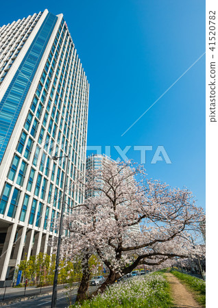 東京步行,世田谷區Niko Tamagawa Tama Tsutsumidori櫻花在銀行 東京步行,世田谷區Niko Tamagawa Tama Tsutsumidori櫻花在銀行 41520782
