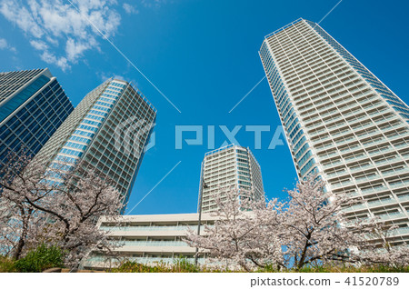 Tokyo walk, Setagaya-ku Niko Tamagawa Takayuki street cherry blossoms and high-rise apartment Tokyo walk, Setagaya-ku Niko Tamagawa Takayuki street cherry blossoms and high-rise apartment 41520789