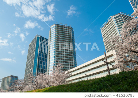 Tokyo walk, Setagaya-ku Niko Tamagawa Takayuki street cherry blossoms and high-rise apartment Tokyo walk, Setagaya-ku Niko Tamagawa Takayuki street cherry blossoms and high-rise apartment 41520793