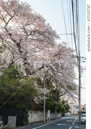 Walking in Tokyo, Setagaya Ohanami walk ,, Cherry blossoms in the vicinity of Uenocho 3 - chome 1 41520797