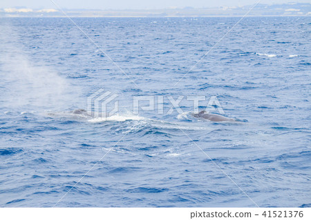 座頭鯨的父母和孩子 41521376