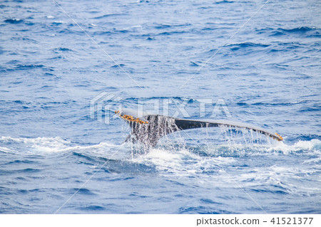 駝背鯨僥倖起來 41521377