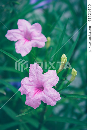 Ruellia tuberosa morning. 41521400