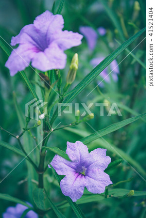 Ruellia tuberosa morning. 41521404
