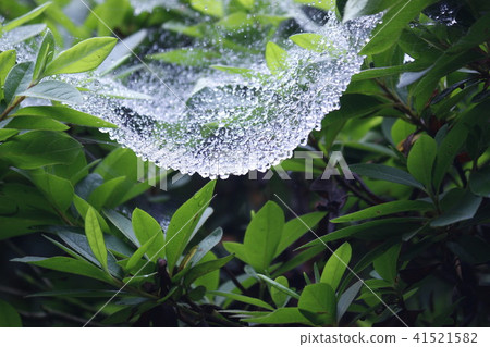 Water drops in the spider web Water drops in the spider web 41521582