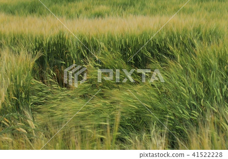 大麥摔倒 41522228