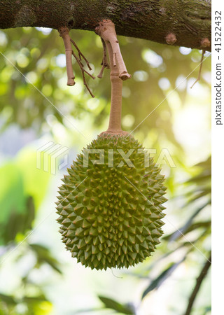Durian tree in orchard. 41522432
