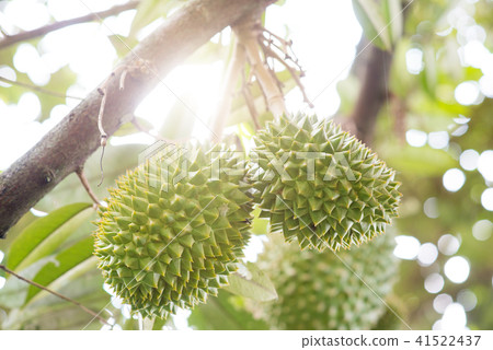 Close up king of fruit durian tree. Close up king of fruit durian tree. 41522437