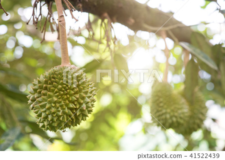 King of fruit durian tree close up King of fruit durian tree close up 41522439