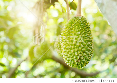 Close up durian king Close up durian king 41522444