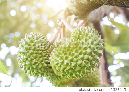 Close up durian tree 41522445