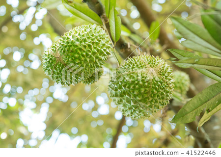 Musang king durian close up. Musang king durian close up. 41522446