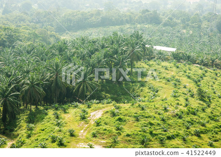 Palm oil plantation 41522449