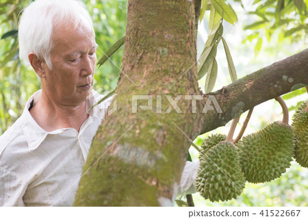 Farmer and durian tree. 41522667