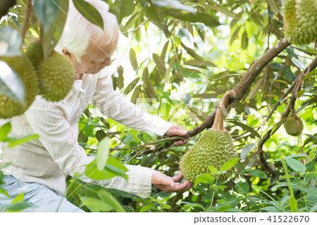 Orchard owner and durian tree. Orchard owner and durian tree. 41522670