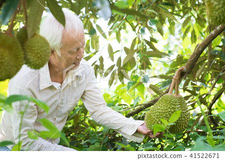 Asian people and durian tree. 41522671