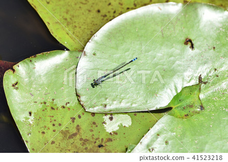 男的ittombo 41523218