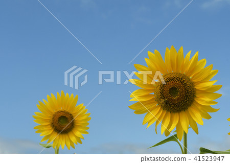向日葵向日葵向日葵夏天拷貝空間生動的黃色自然 41523947