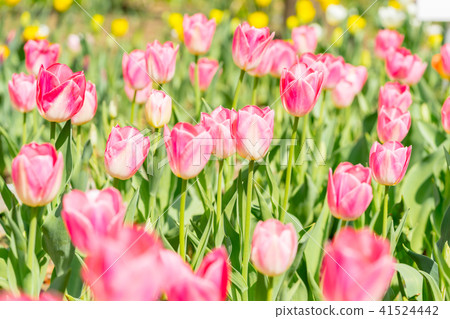 [Kanagawa] Tulip field 41524442