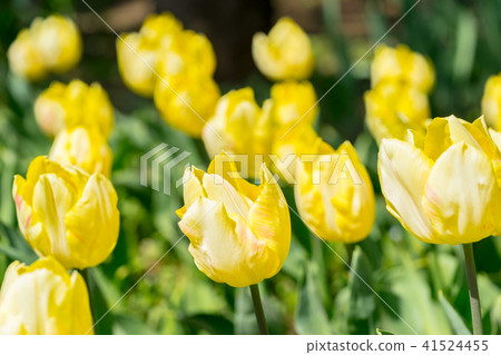 [Kanagawa] Tulip field 41524455
