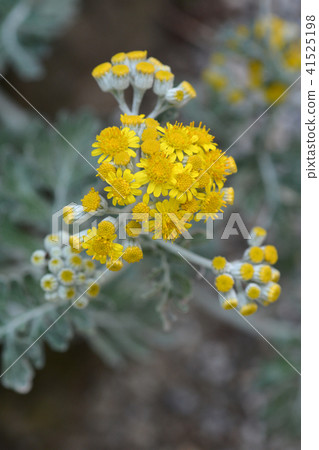 Silver ragwort 41525198