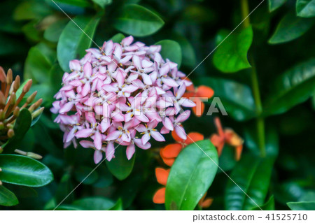 light pink Ixora flower boutique spike and bloom light pink Ixora flower boutique spike and bloom 41525710