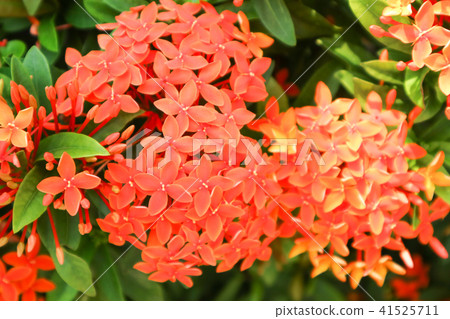 light red Ixora flower boutique spike bloom garden light red Ixora flower boutique spike bloom garden 41525711