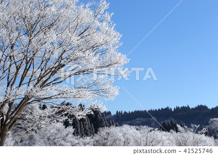 Fog ice trees Winter Satoyama 41525746