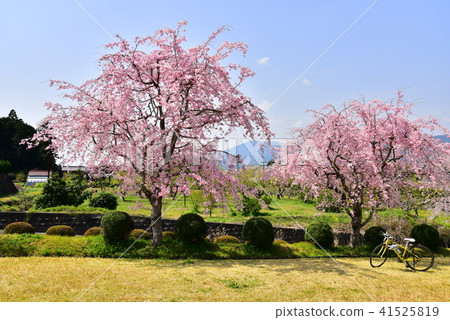 Weeping cherry tree 41525819