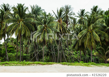 Green lush coconut tree in Khanom, Thailand 41526220