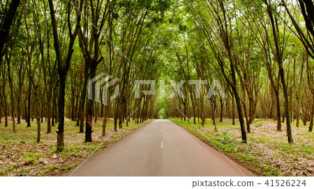 Rural road in Lush Para rubber tree plantation 41526224