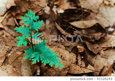 Selaginella willdenowii spikemoss or Peacock fern 41526243