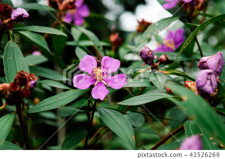 Osbeckia stellata osbeckia, Indian rhododendron 41526269