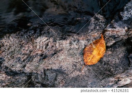 Yellow leaf on rough texture river stone Thailand 41526281