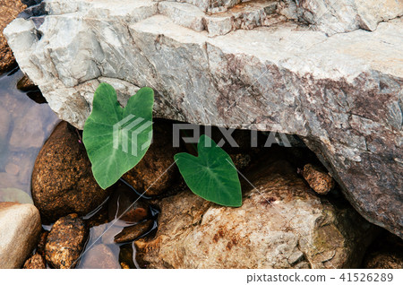 Colocasia plant, Elephant ear, Cocoyam, Dasheen 41526289