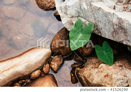 Colocasia plant, Elephant ear, Cocoyam, Dasheen 41526290