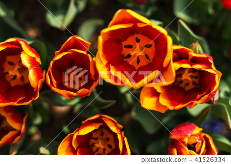 鬱金香,鮮花 鬱金香,鮮花 41526334