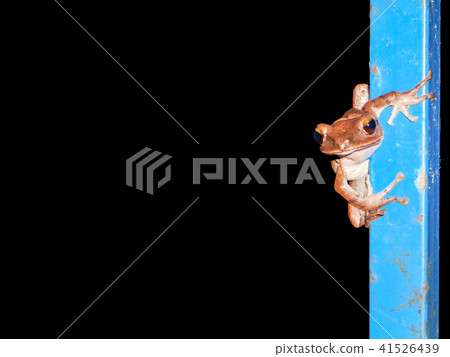 green frog hang on metal pillar box black isolated green frog hang on metal pillar box black isolated 41526439