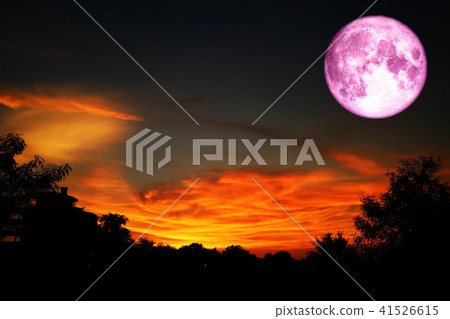 super full pink moon back over on silhouette tree 41526615