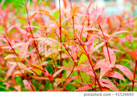 young red leaves christina decorate plant garden 41526693