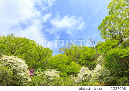 Nikko City, Tochigi Prefecture Okunikori Shirayoshi Rainy Day (May) 41527008