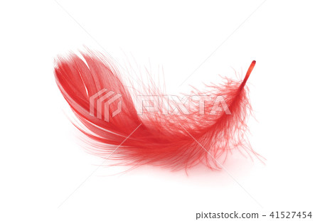 Red feather on white background Red feather on white background 41527454