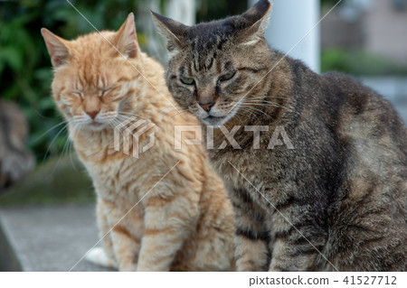 貓貓Neko Nora貓流浪貓俏麗的小動物 貓貓Neko Nora貓流浪貓俏麗的小動物 41527712