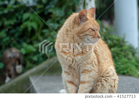貓貓Neko Nora貓流浪貓俏麗的小動物 41527713