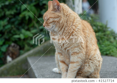 貓貓Neko Nora貓流浪貓俏麗的小動物 貓貓Neko Nora貓流浪貓俏麗的小動物 41527714