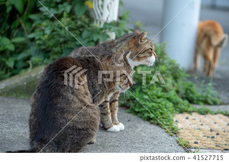 貓貓Neko Nora貓流浪貓俏麗的小動物 41527715