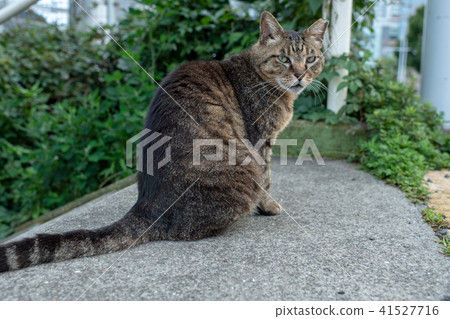 貓貓Neko Nora貓流浪貓俏麗的小動物 貓貓Neko Nora貓流浪貓俏麗的小動物 41527716