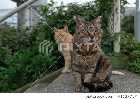 貓貓Neko Nora貓流浪貓俏麗的小動物 貓貓Neko Nora貓流浪貓俏麗的小動物 41527717