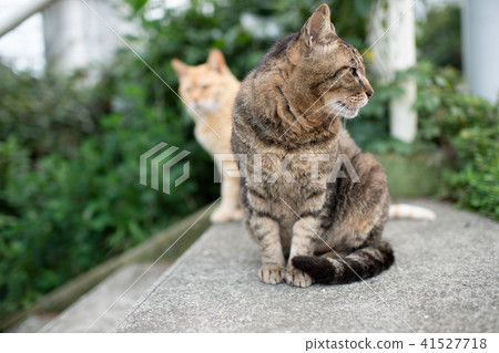 貓貓Neko Nora貓流浪貓俏麗的小動物 貓貓Neko Nora貓流浪貓俏麗的小動物 41527718